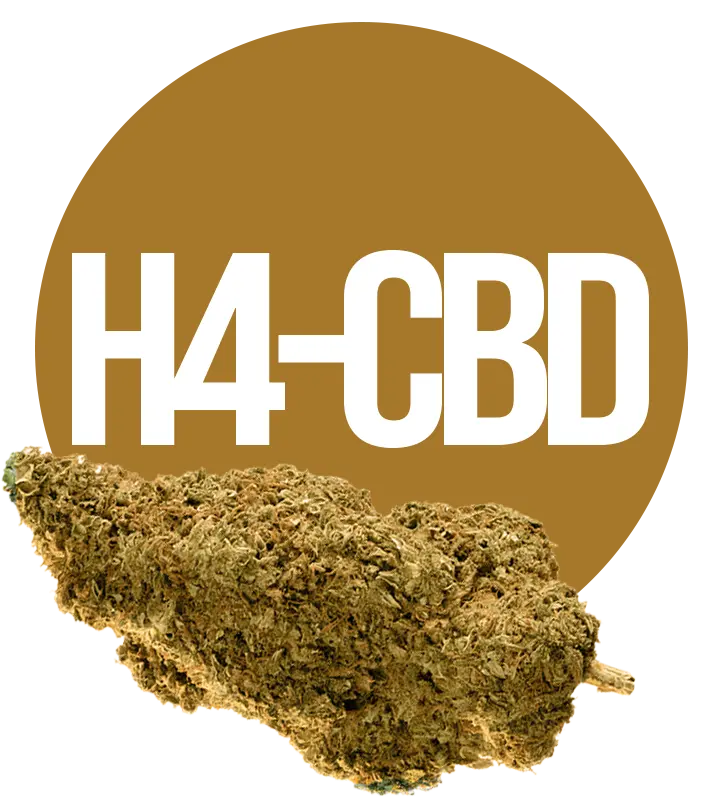 H4-CBD gėlės