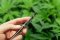 What is THC-O?