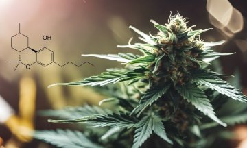 THC, HHC and CBD what are the biggest differences? 🤔