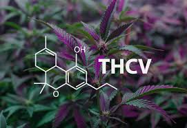 Mis on THCv?