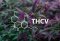 What is THCv