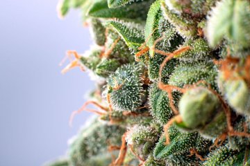 HHC vs CBD