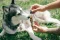 CBD and animals: The effects of CBD on the health of our pets