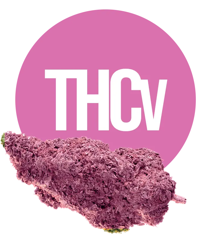 THCv