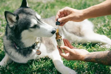 CBD ja loomad: CBD mõju meie lemmikloomade tervisele