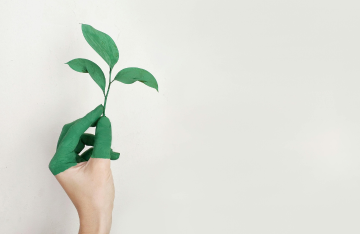 Kendertermesztés biomasszának - A zöld energia potenciálja!