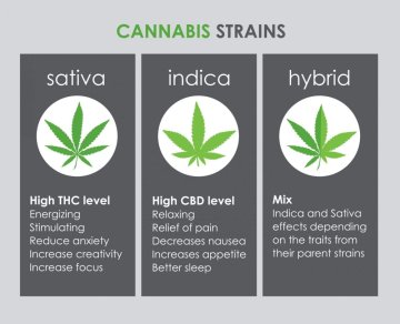 SATIVA VS INDICA VS HÜBRIID