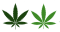 Battle of the Cannabinoids: Delta-8 THC Vs. HHC 🆚