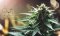 THC, HHC and CBD what are the biggest differences? 🤔